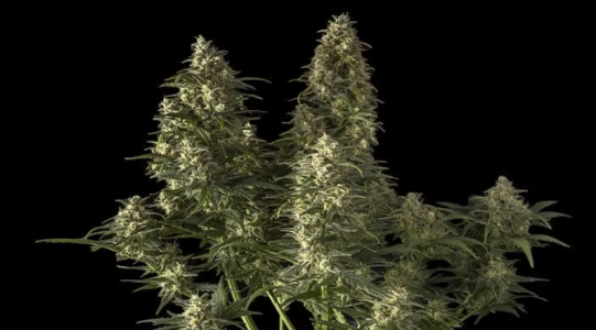 1730812721267.png 1730812721267.png