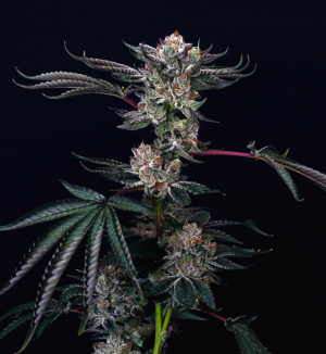 1731565735966.png 1731565735966.png