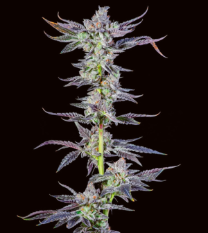 1731566920982.png 1731566920982.png