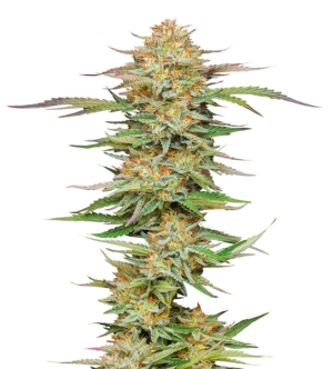 1731689740329.png 1731689740329.png