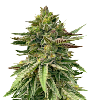 1731692304519.png 1731692304519.png