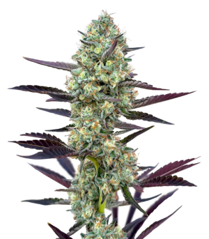 poddy mouth.png poddy mouth.png