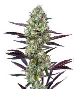 1731878849632.png 1731878849632.png