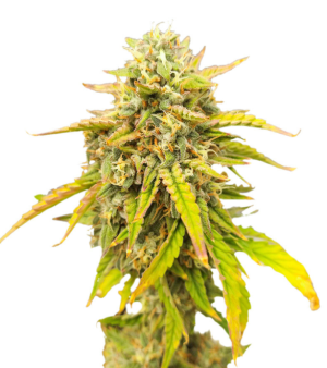 1732012220355.png 1732012220355.png