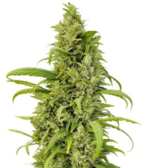 1732031065175.png 1732031065175.png