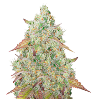 1732031125118.png 1732031125118.png