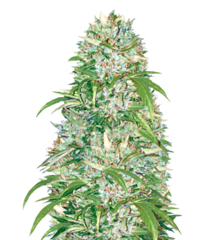 1732042507067.png 1732042507067.png