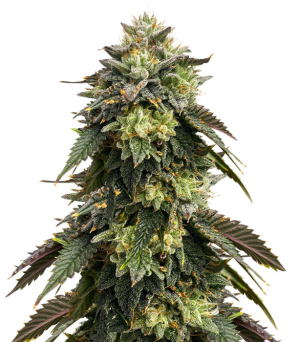 1732188796778.png 1732188796778.png