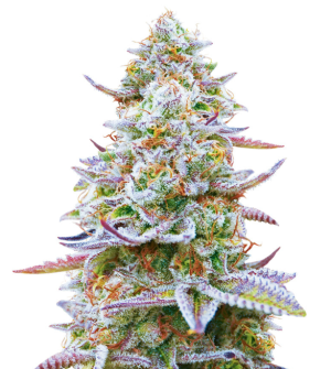 1732188850536.png 1732188850536.png