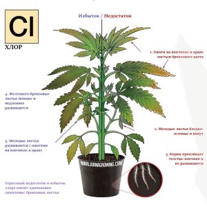 хлор.jpg хлор.jpg