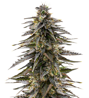 1732529050293.png 1732529050293.png