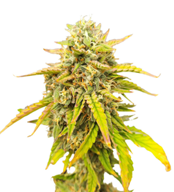 1732529053567.png 1732529053567.png