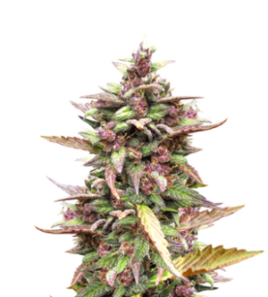 1732541606546.png 1732541606546.png