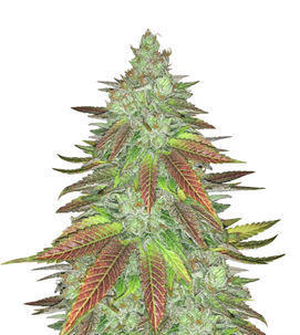 1732541615193.png 1732541615193.png