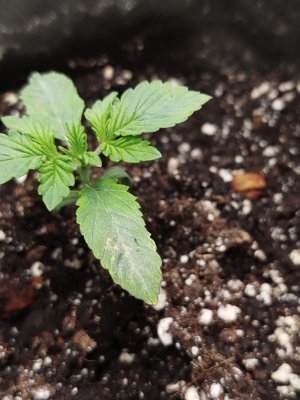 IMG_20241127_122937.jpg IMG_20241127_122937.jpg