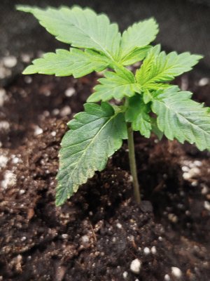 IMG_20241127_122927.jpg IMG_20241127_122927.jpg