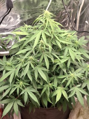 е WhatsApp 2024-11-27 в 19.57.08_daf16868.jpg