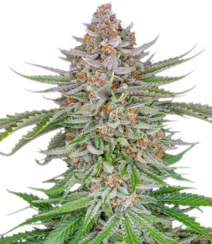 1733343047419.png 1733343047419.png