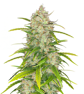 1733513283103.png 1733513283103.png