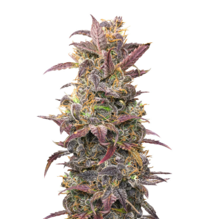 1733862904677.png 1733862904677.png