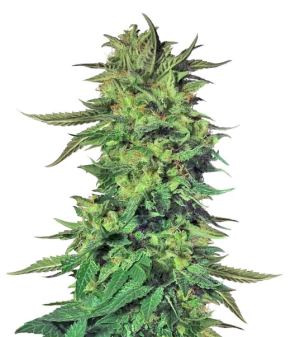 1733863005786.png 1733863005786.png