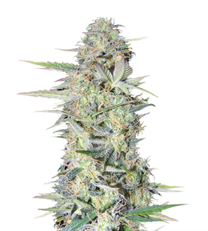 1733919938610.png 1733919938610.png