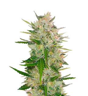 1733919943700.png 1733919943700.png