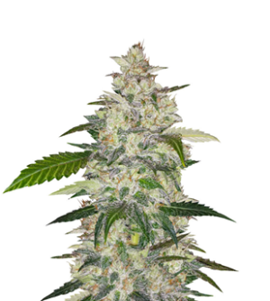 1733919947427.png 1733919947427.png