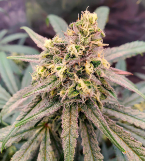 1734003948971.png 1734003948971.png