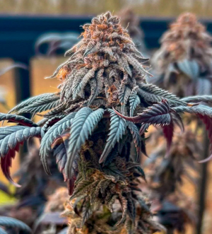 1734020022594.png 1734020022594.png