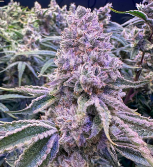 1734020848316.png 1734020848316.png