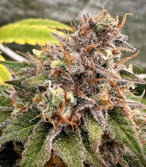 shawty r1.png shawty r1.png