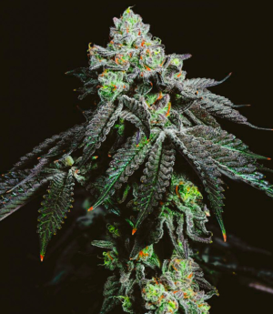 wrankr2.png wrankr2.png