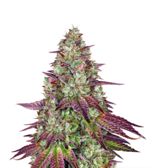 1734104328246.png 1734104328246.png