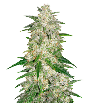 1734120609854.png 1734120609854.png