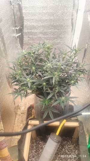 IMG-20241220-WA0000.jpg IMG-20241220-WA0000.jpg