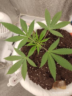 IMG_2024_12_20_17_48_32_0742286189650361905477.jpg IMG_2024_12_20_17_48_32_0742286189650361905477.jpg