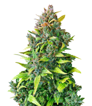 1734960656904.png 1734960656904.png