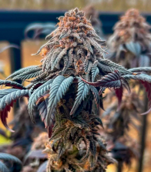 1734960717897.png 1734960717897.png