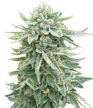 1734969364631.png 1734969364631.png