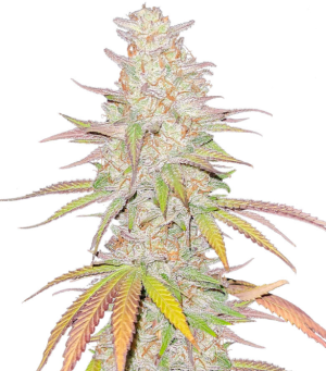 1734981395821.png 1734981395821.png