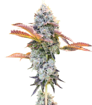 1734981494394.png 1734981494394.png