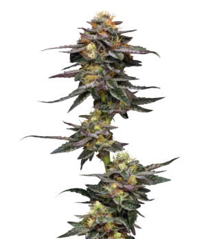 1735045213988.png 1735045213988.png