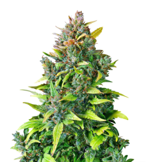 1735395699212.png 1735395699212.png