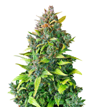 1735582849573.png 1735582849573.png