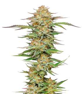 1735929377226.png 1735929377226.png