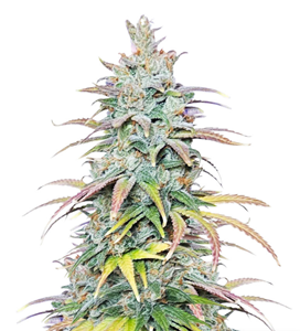 1735929382661.png 1735929382661.png