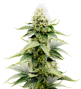 1736077823453.png 1736077823453.png