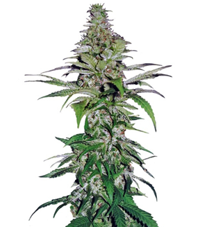 1736077828493.png 1736077828493.png