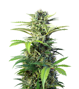 1736158879078.png 1736158879078.png